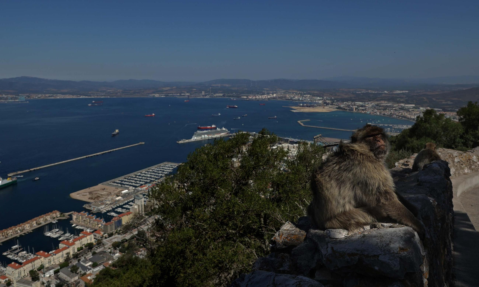 Un mono de Gibraltar en la parte alta del Peñón.