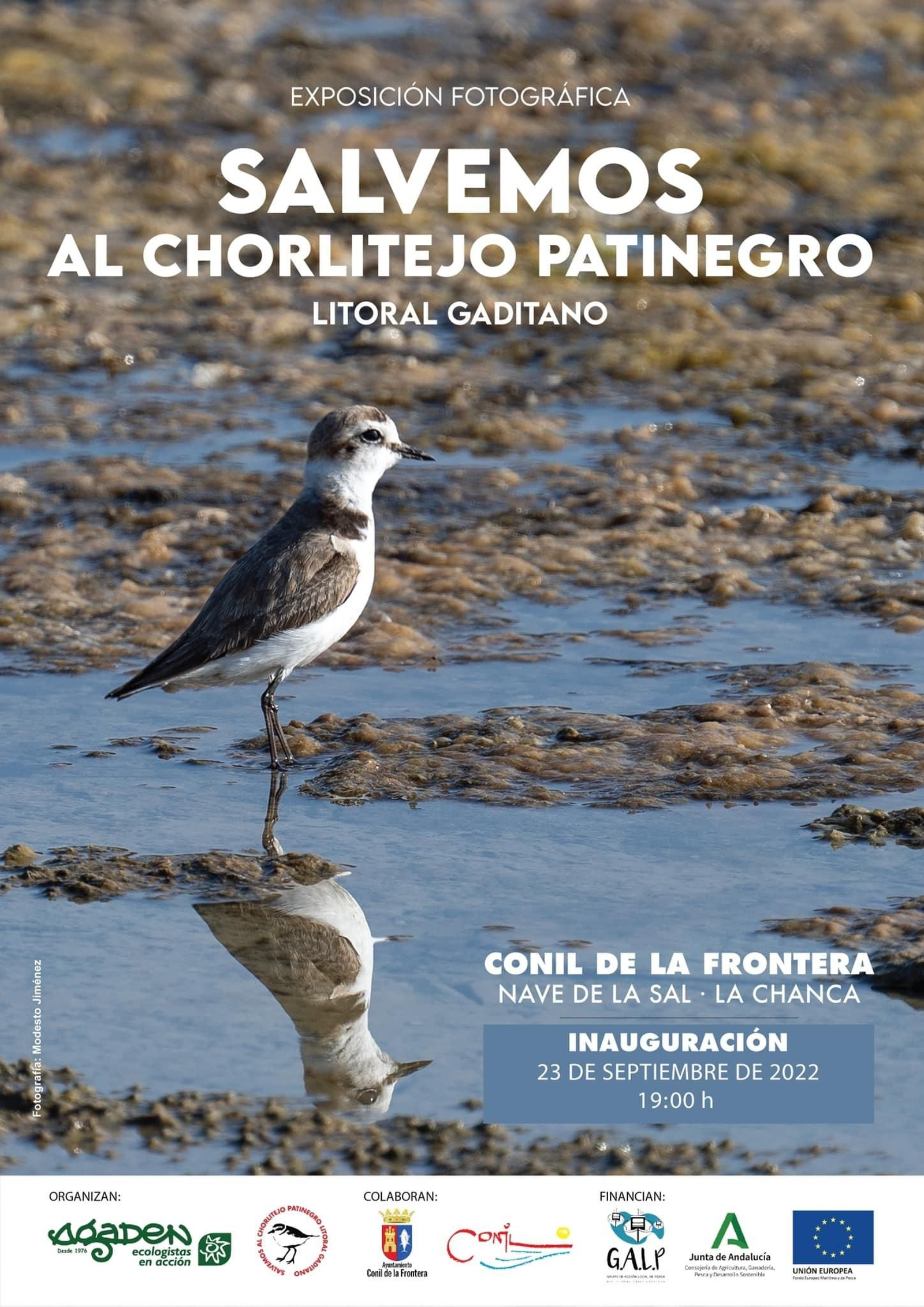 Cartel anunciador de la exposición sobre el chorlitejo patinegro.