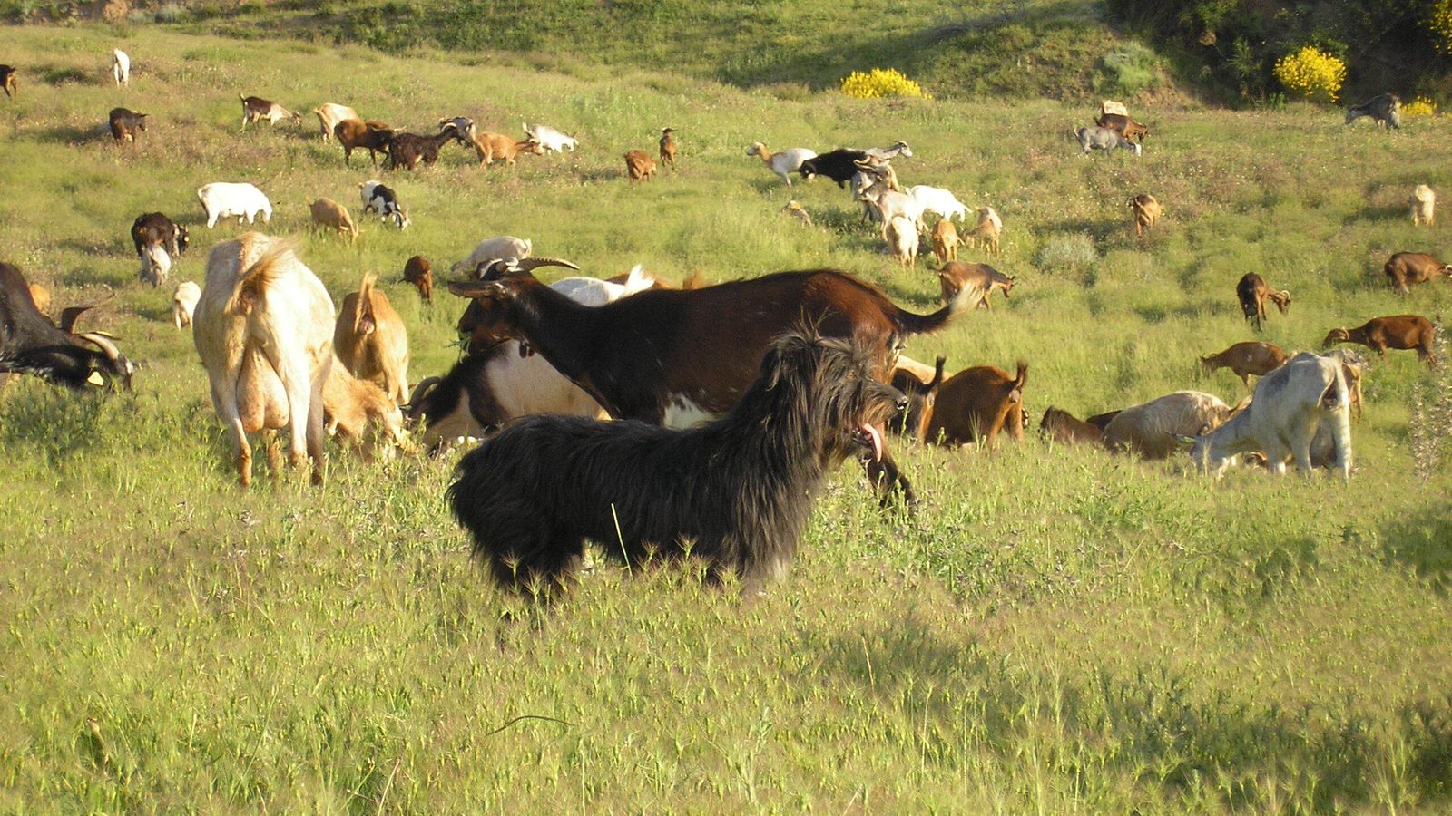 Imagen de un rebaño.