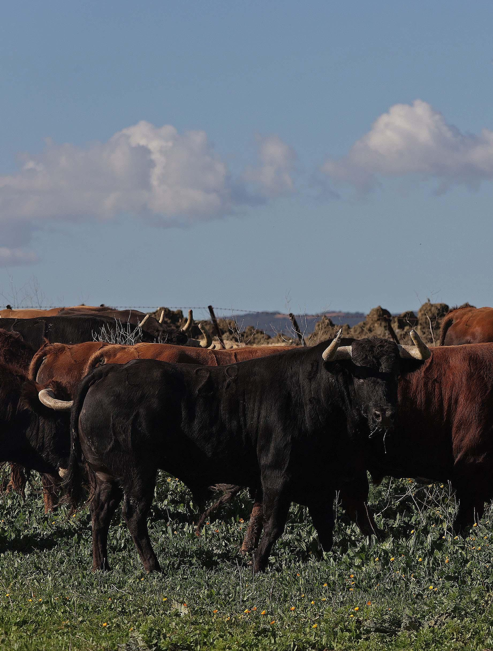 Álvaro Núñez Benjumea debuta este 2025 en Pamplona como gran sorpresa ganadera de los sanfermines, en imágenes