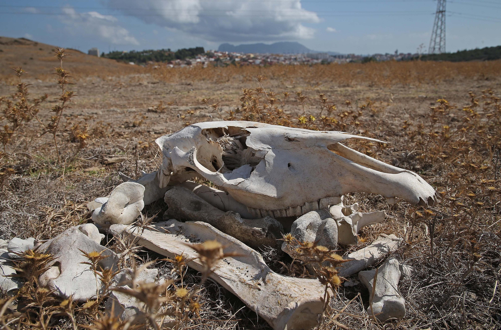 Imágenes de los nuevos cadáveres de caballos en el muladar ilegal de Pajarete en Algeciras