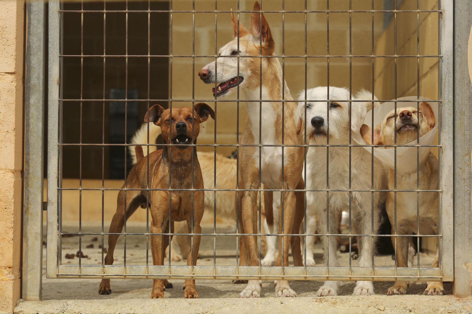 Las fotos de los animales de la Protectora de Málaga Las fotos de los animales de la Protectora de Málaga