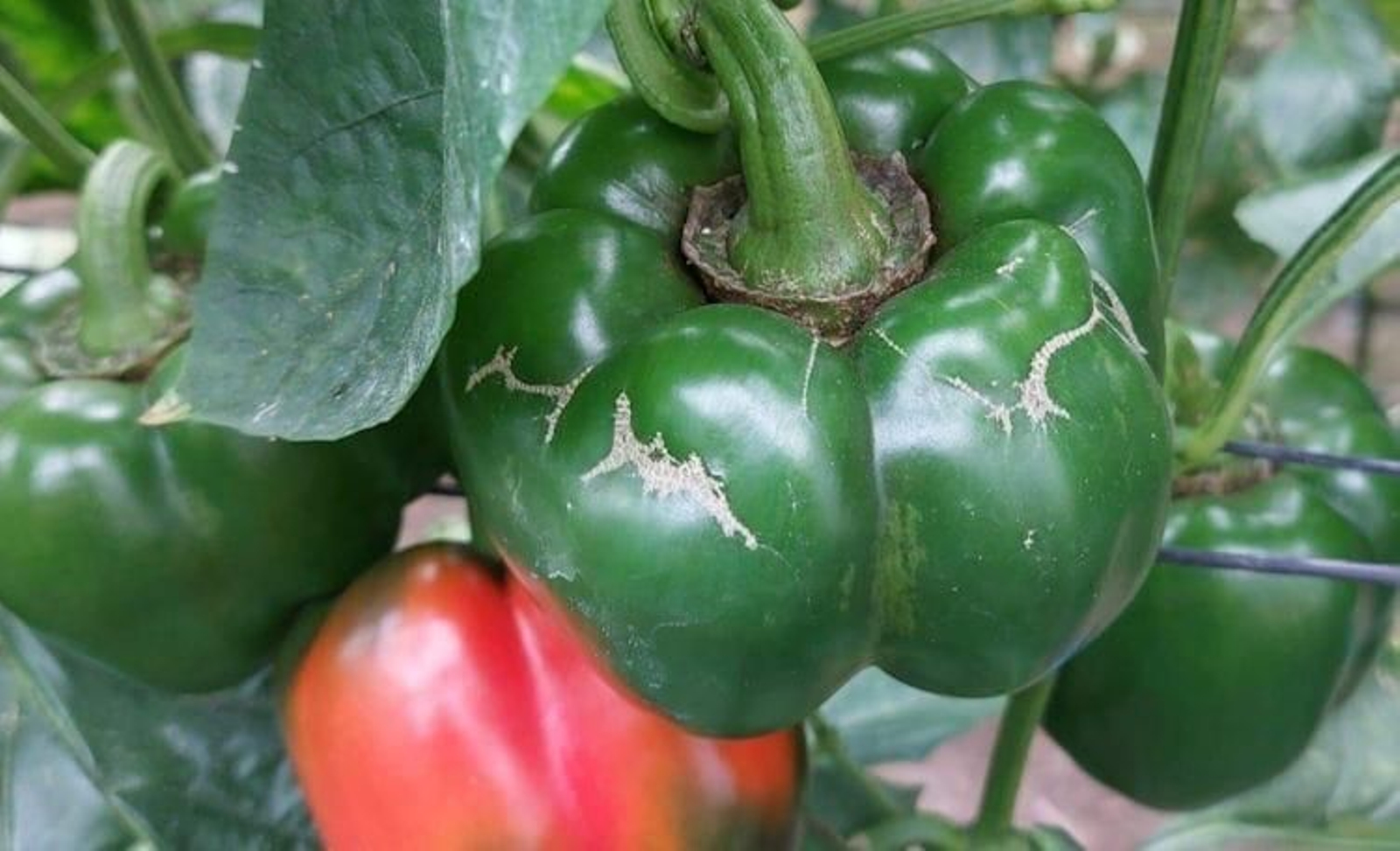 Pimientos afectados por la plaga.