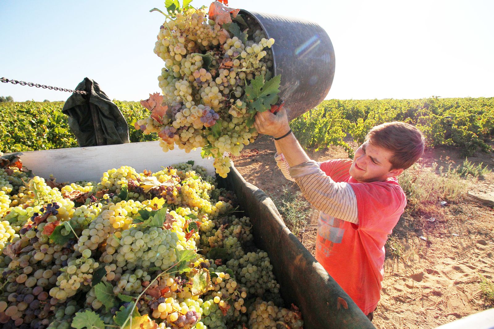 Imágenes de la vendimia en el Condado de Huelva.
