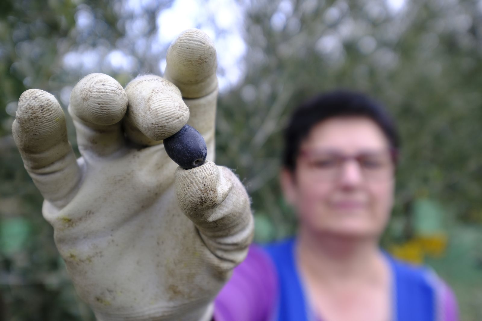 Fotogalería recolección aceituna en Abla. Almería