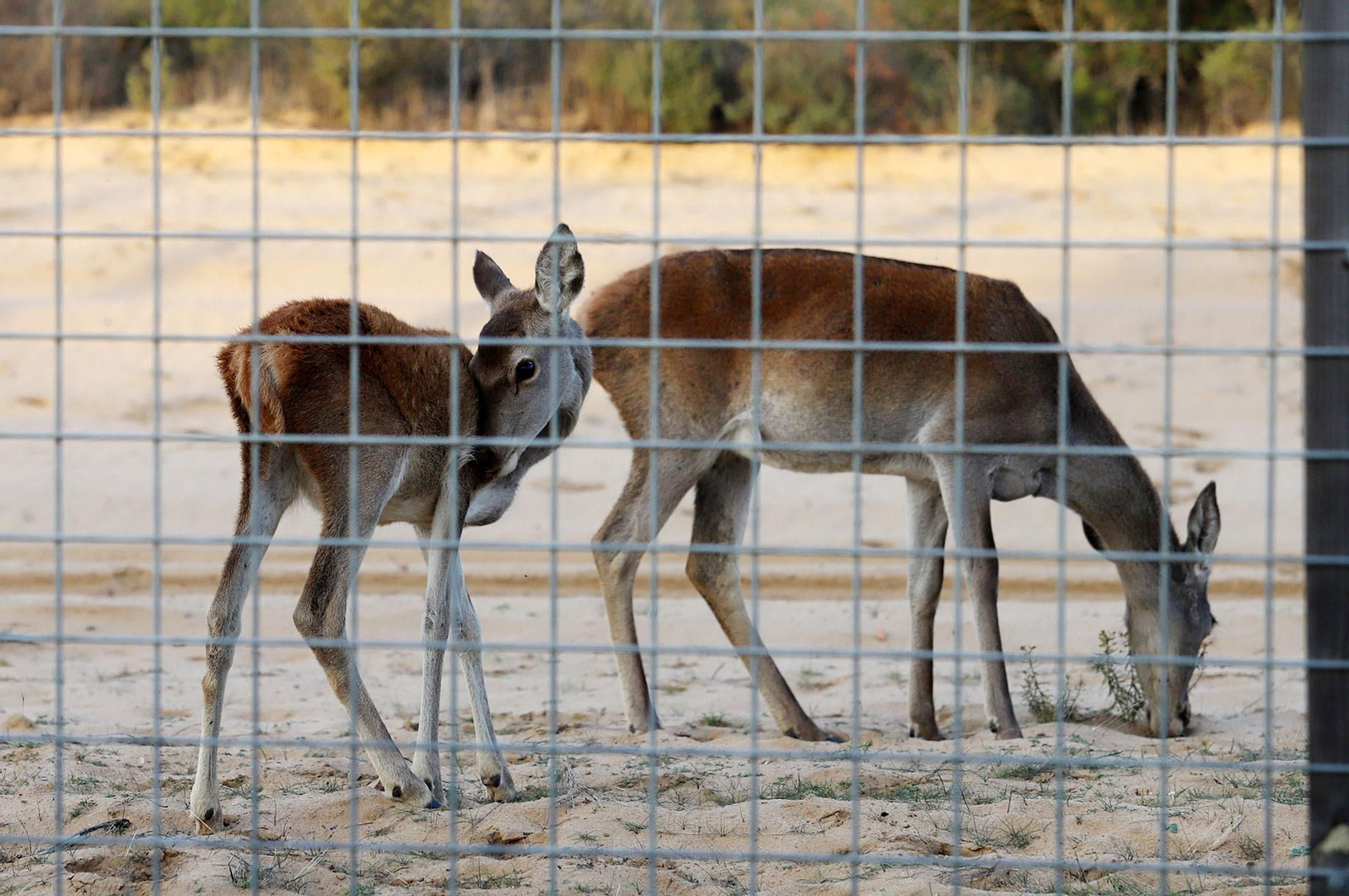 Una hembra y una cría pasan con tranquilidad junto a la carretera de Matalascañas.