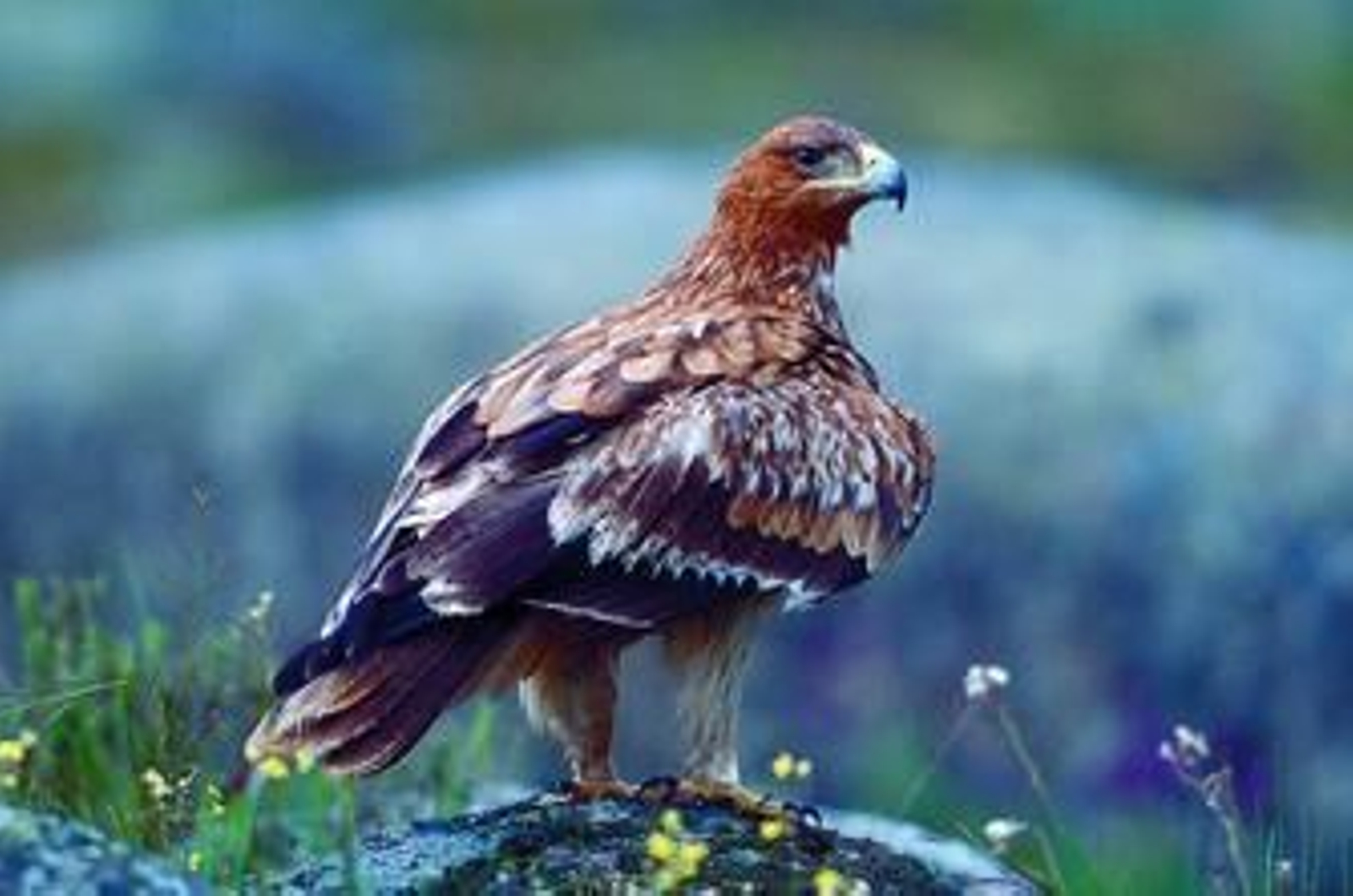 La situación del águila imperial es crítica.