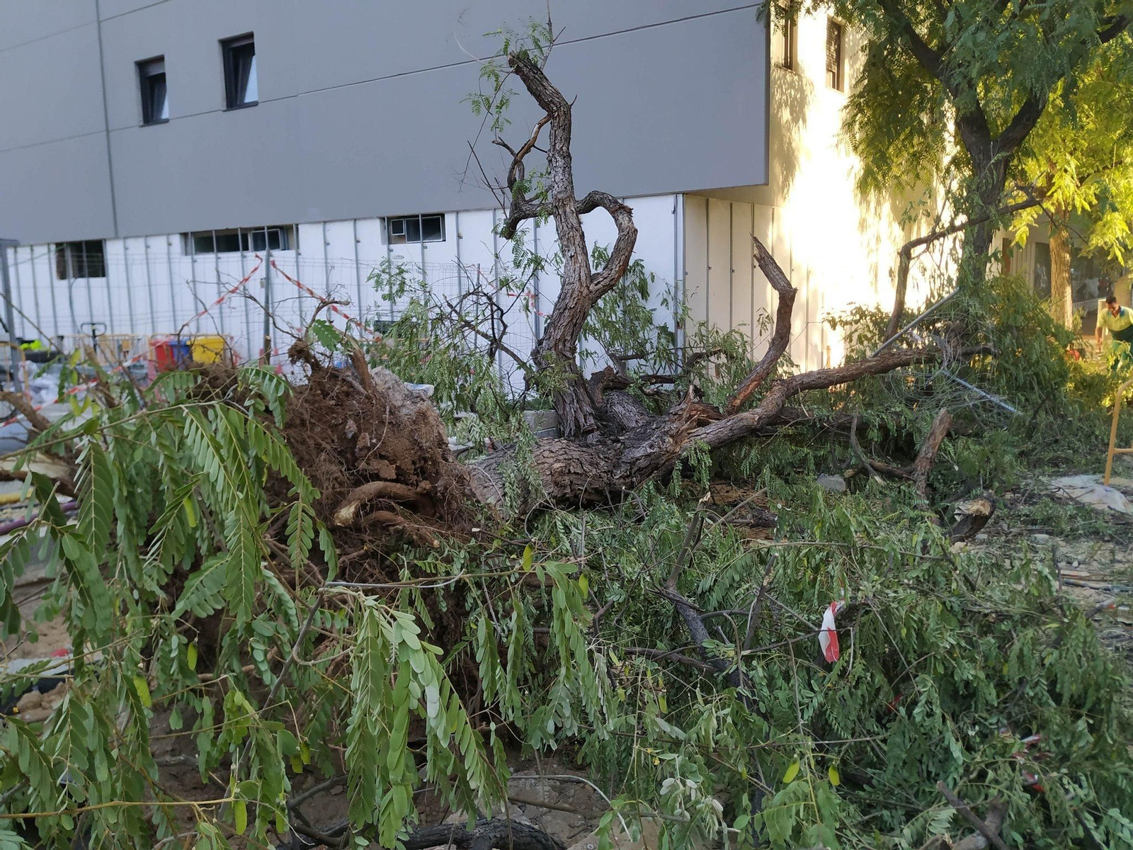 Uno de los árboles apeados sin permiso por la promotora de la residencia de estudiantes.