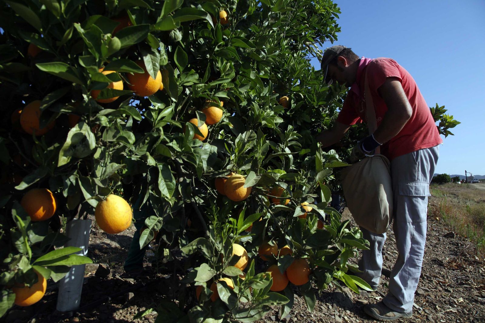 Un agricultor coge naranjas de un árbol.