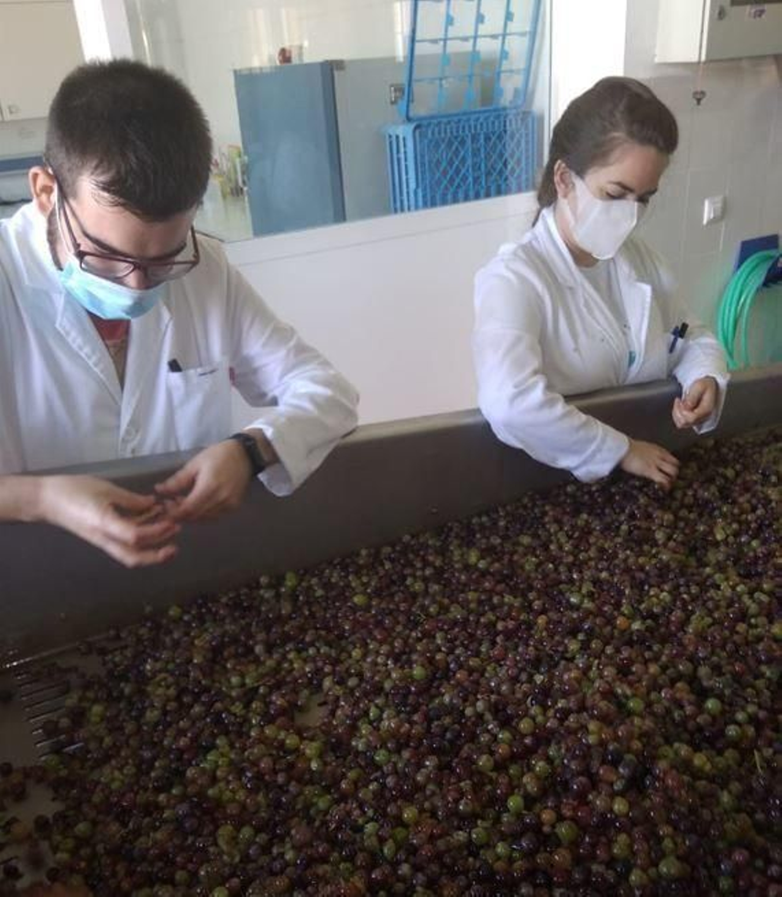 Investigadores seleccionan las uvas según su tipo para los estudios.
