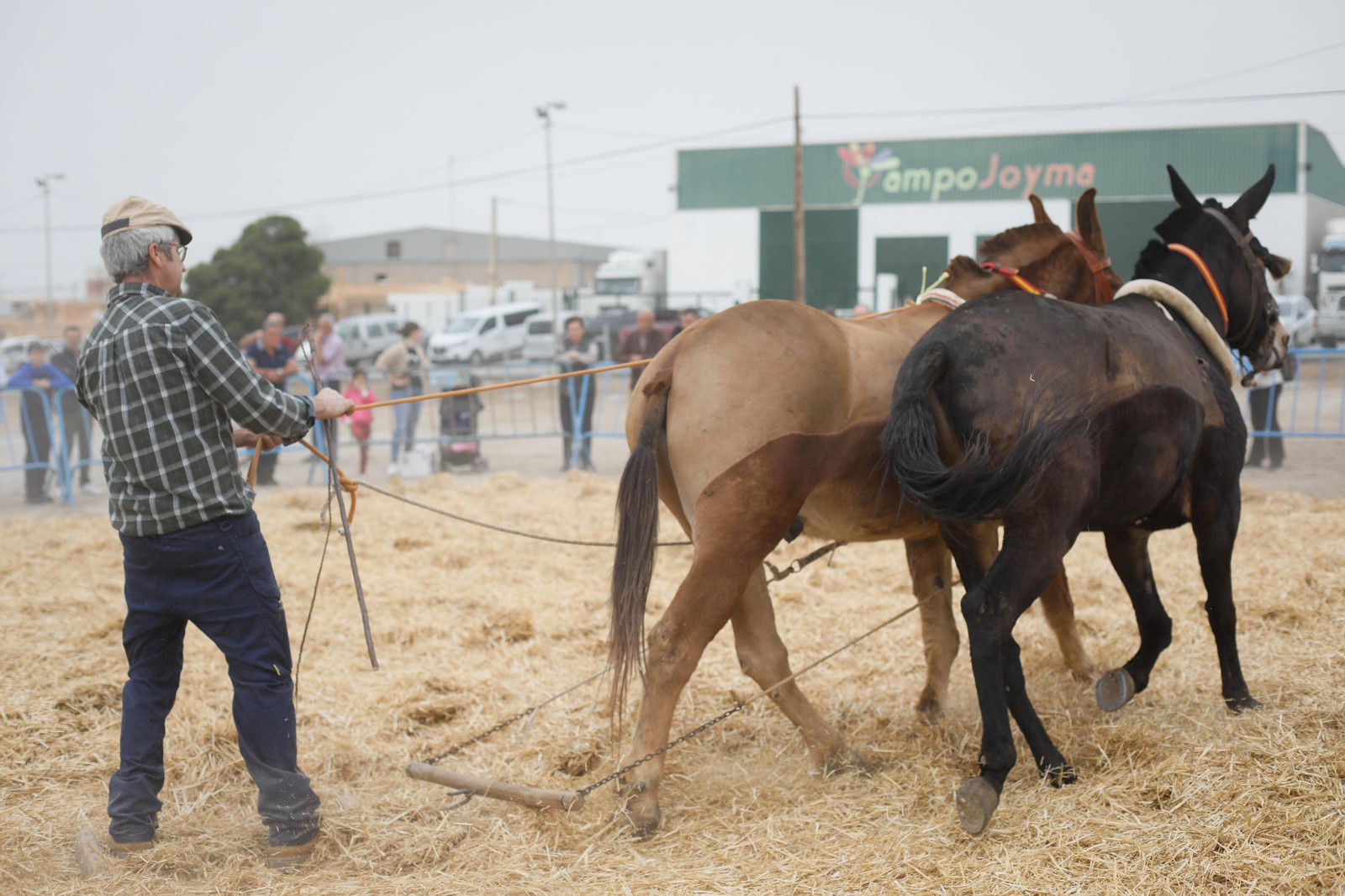 Galería de la Feria  de ganado en Tarambana