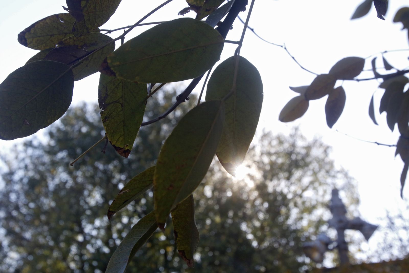 El otoño en Córdoba, en fotografías