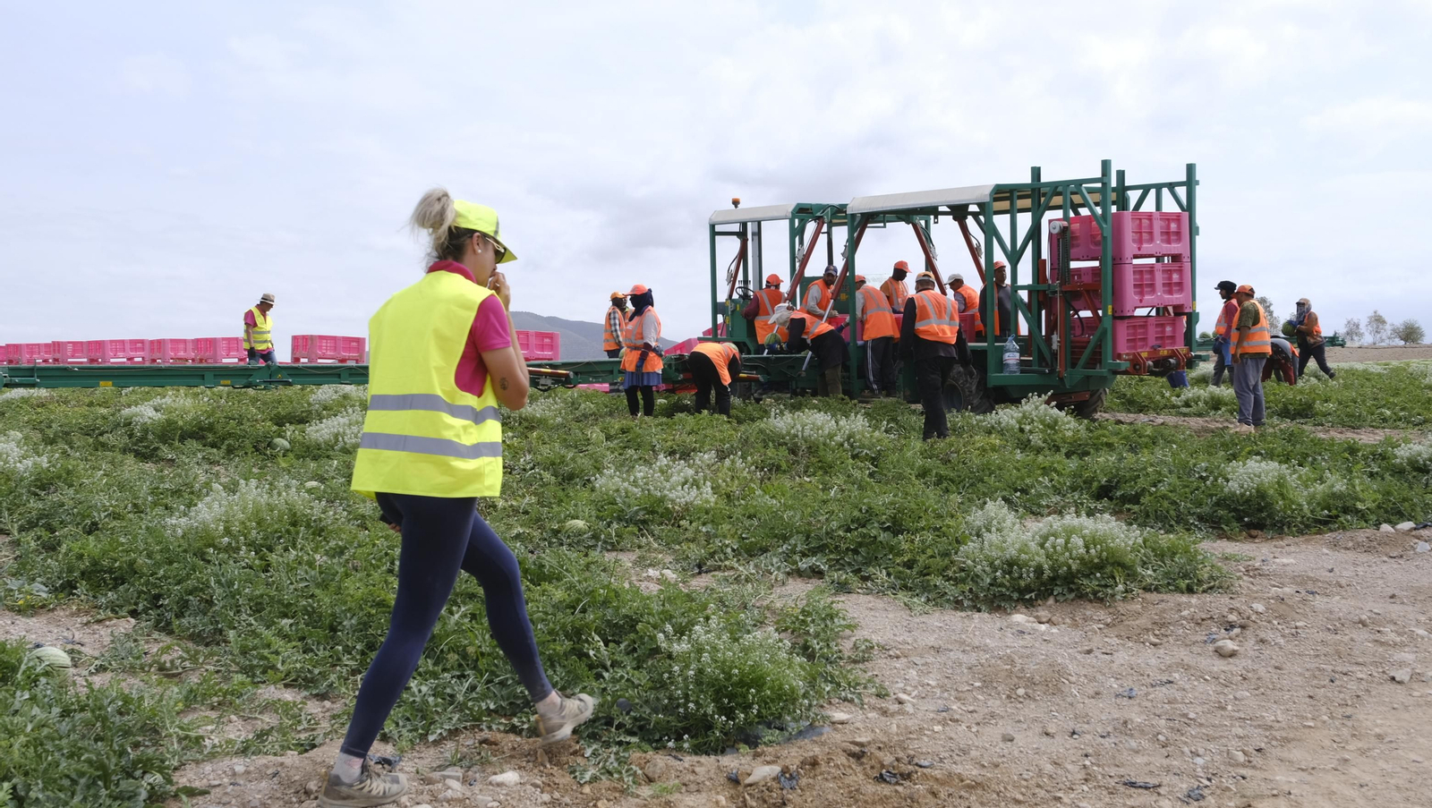 La sandía y el melón de Huércal Overa, manjares en imágenes