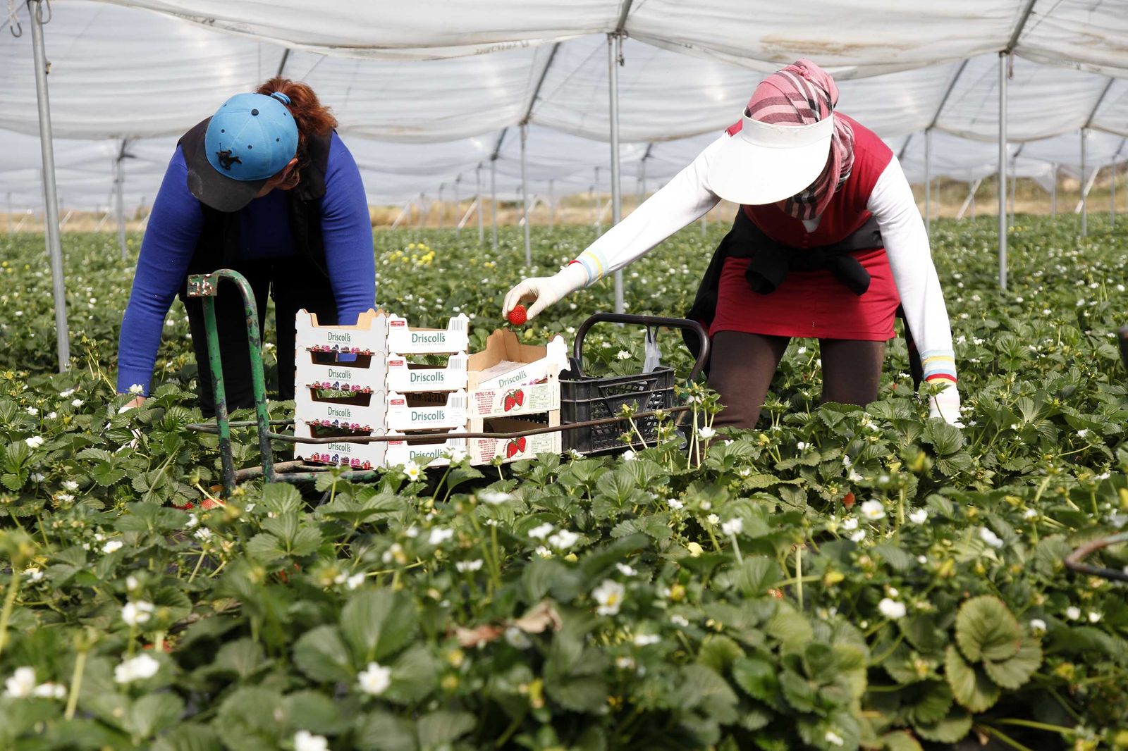 Los dos personas recogen frutos rojos.
