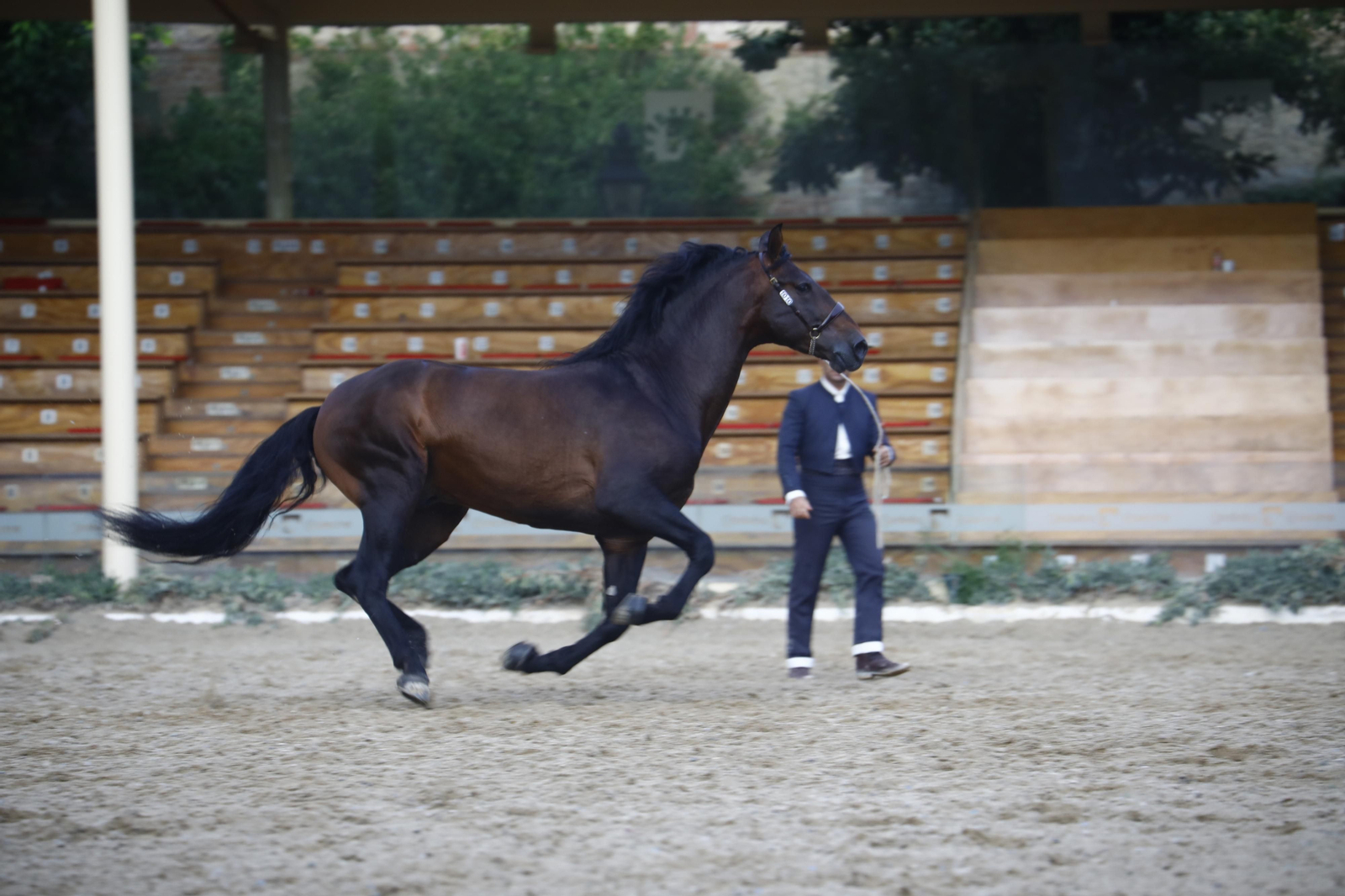 El concurso morfológico de caballos de pura raza de Cabalcor, en fotografías