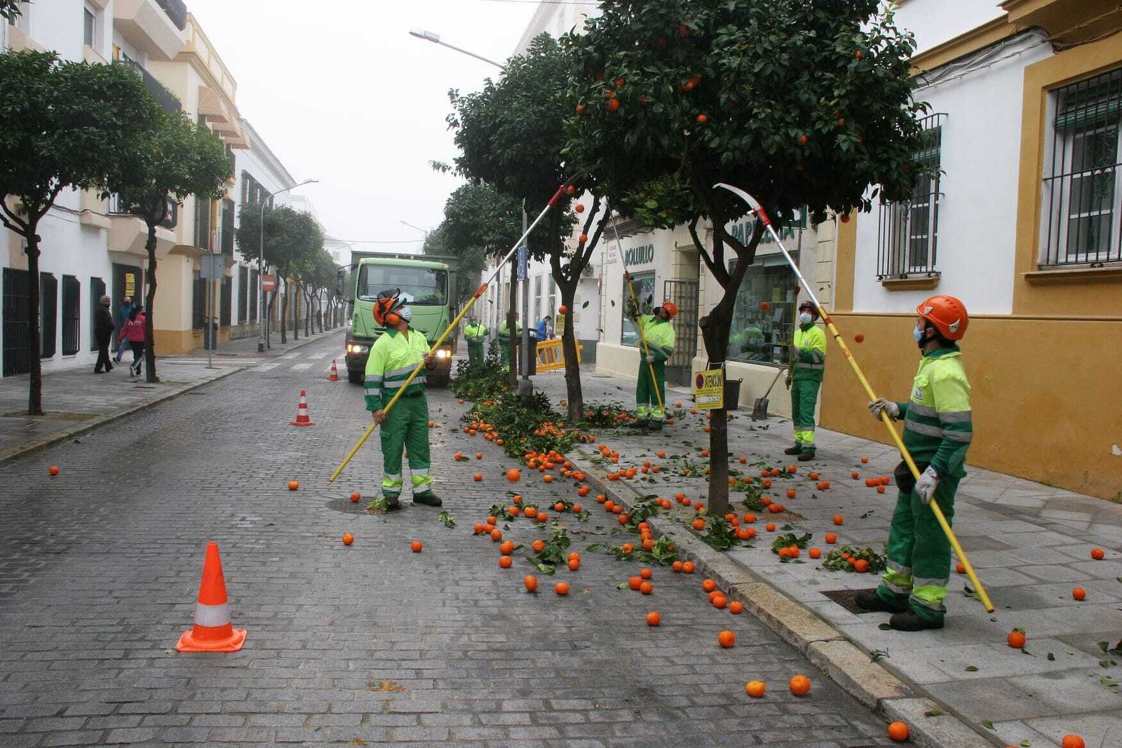Operarios recogiendo naranjas este jueves en la calle Larga.
