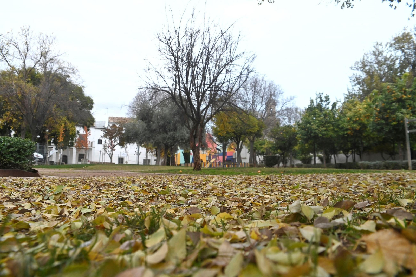 Otoño hojas caídas árboles córdoba