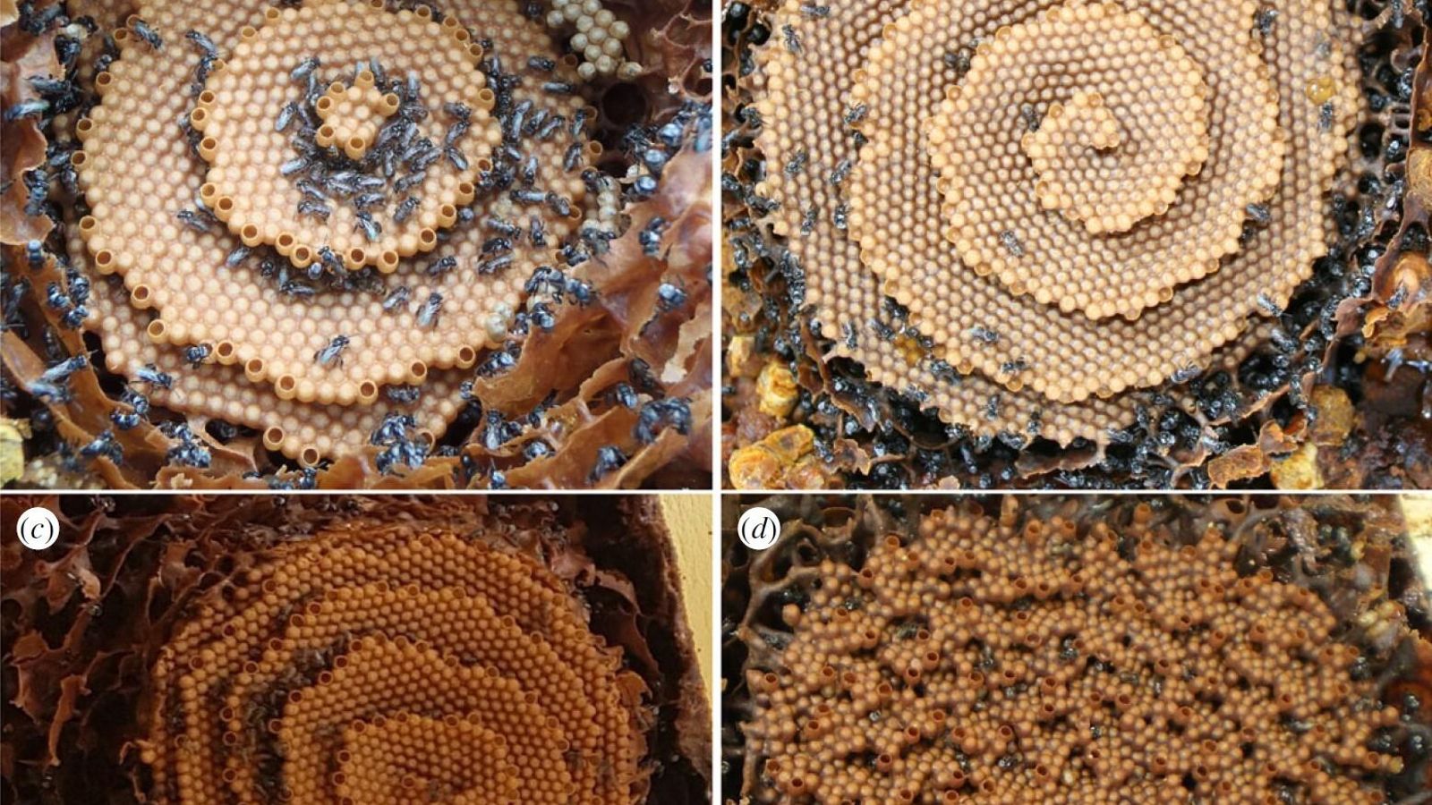 Panales de abejas Tetragonula mostrando (a) patrones diana, (b) espiral, (c) espirales dobles y (d) terrazas desordenadas.