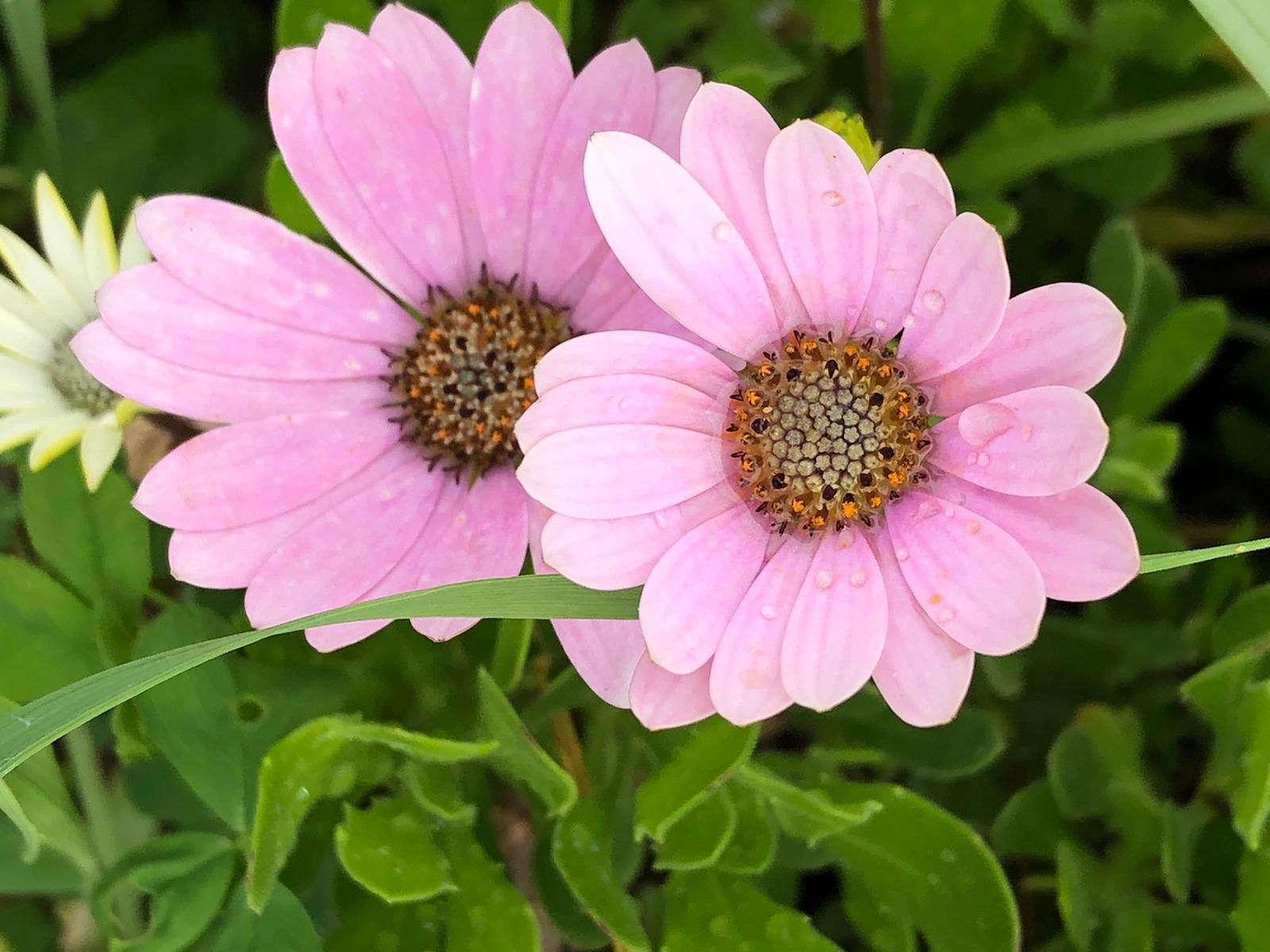 Las fotografías de la primavera en la Campiña de Córdoba