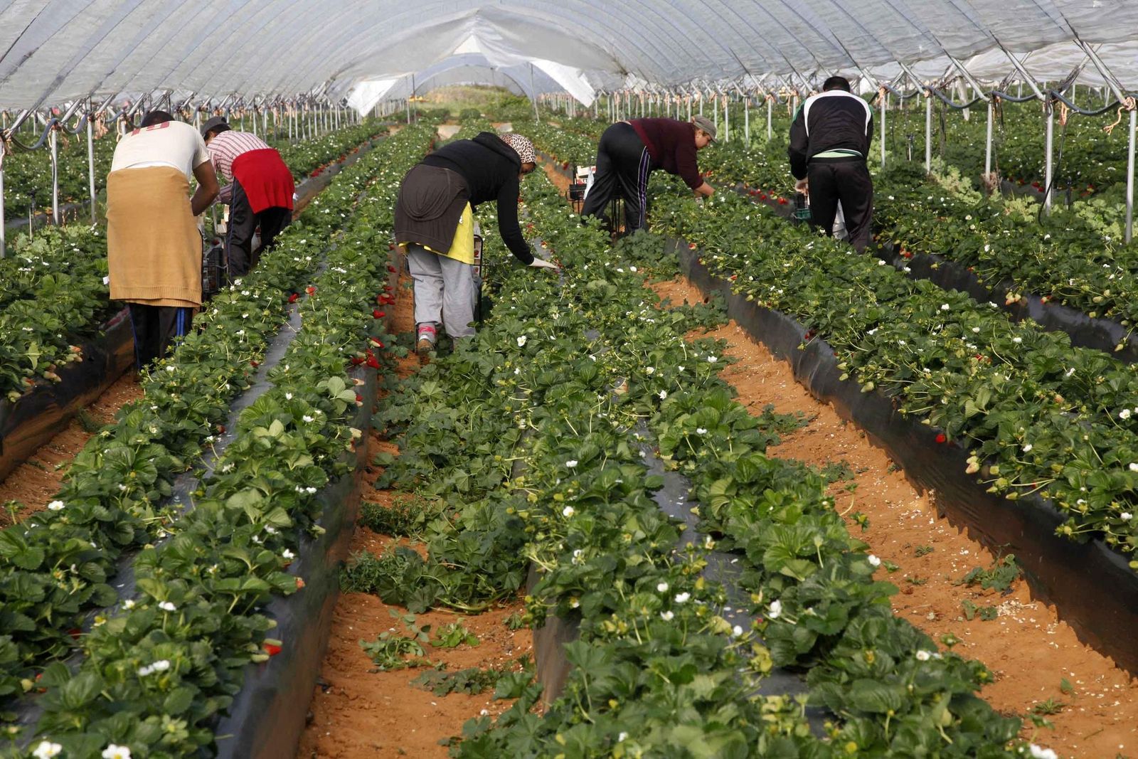 Invernadero en la provincia de Huelva