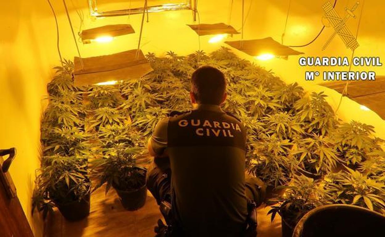 Un detenido tras intervenir casi mil plantas de marihuana en Níjar