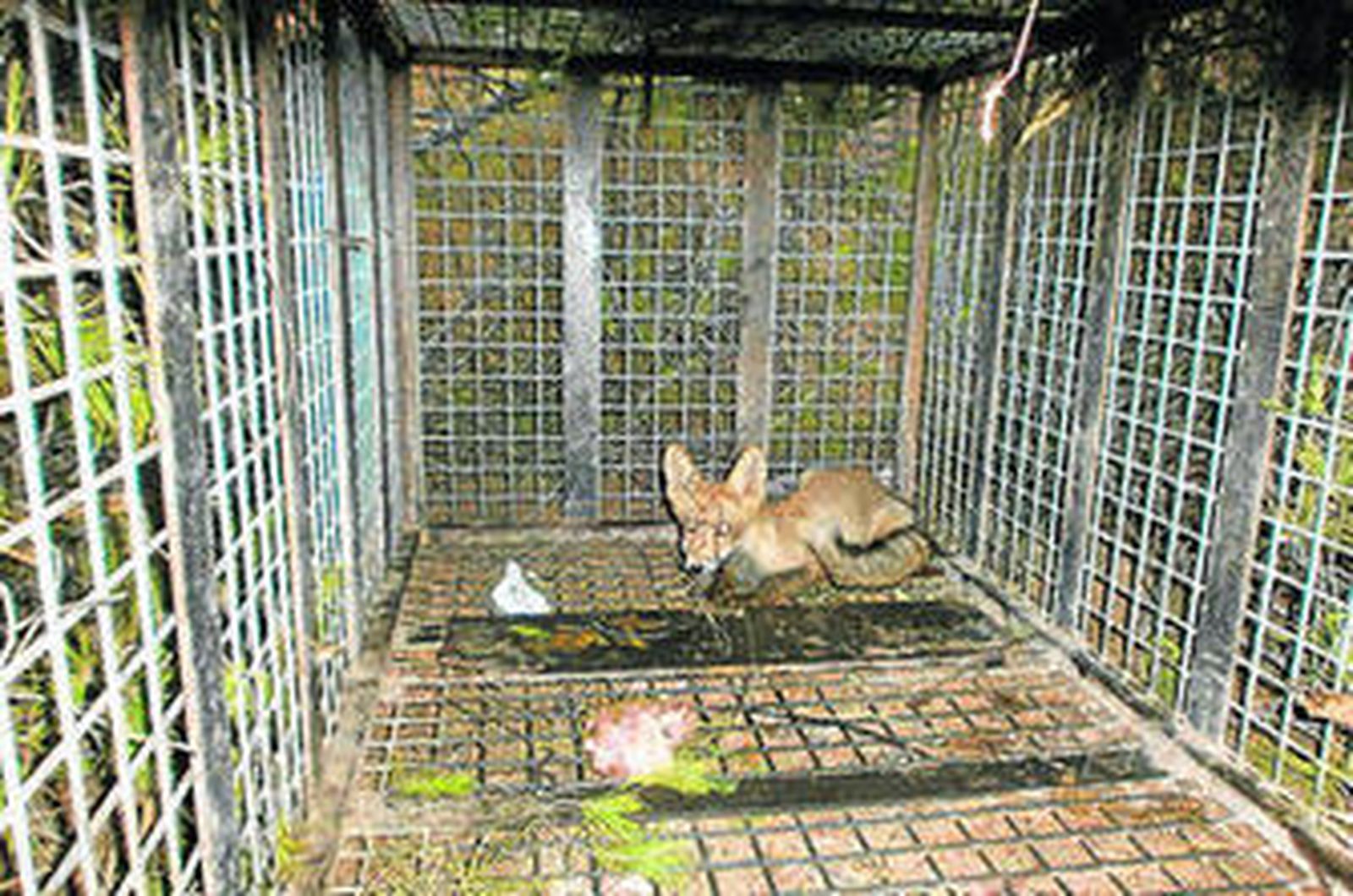 Un zorro, un gato, pero ni un rastro de la pantera de Castala