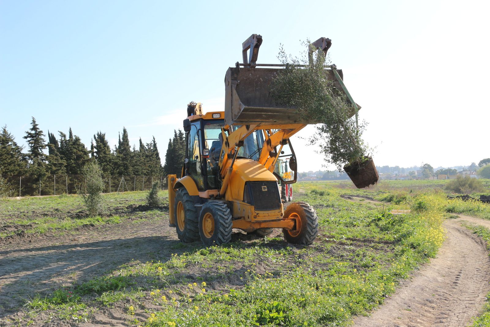 Trabajos de plantación de ejemplares que se llevaban a cabo en el parque de La Rana Verde.