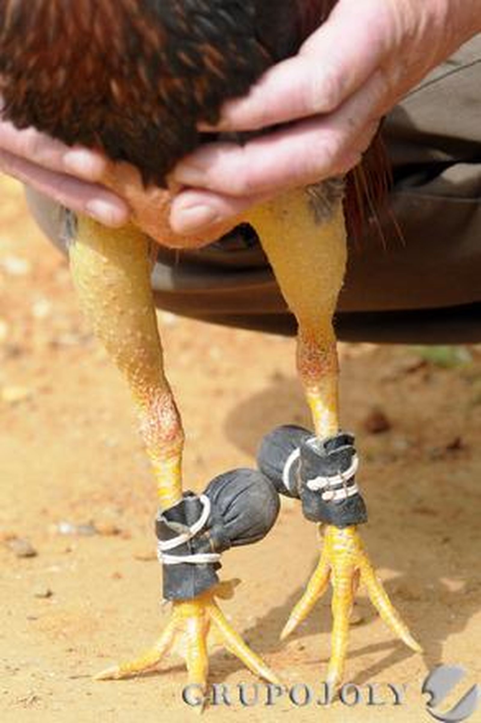Bolillos o guantes cubren los espolones del gallo 'Juanillo', en Puerto Real.

Foto: Borja Benjumeda
