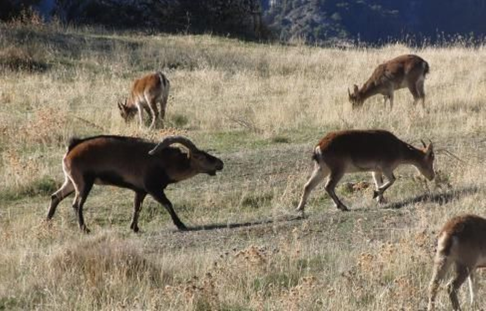 Plena época de celo en las cabra monteses. Si desea observarlas, hágalo desde lejos, no las moleste.