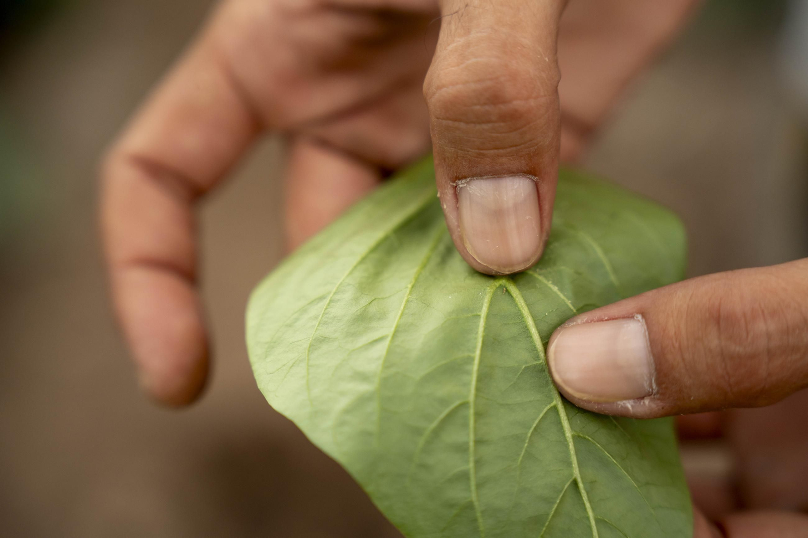 Las imágenes de la suelta de bichos depredadores para la lucha biológica en invernadero por Agrobio