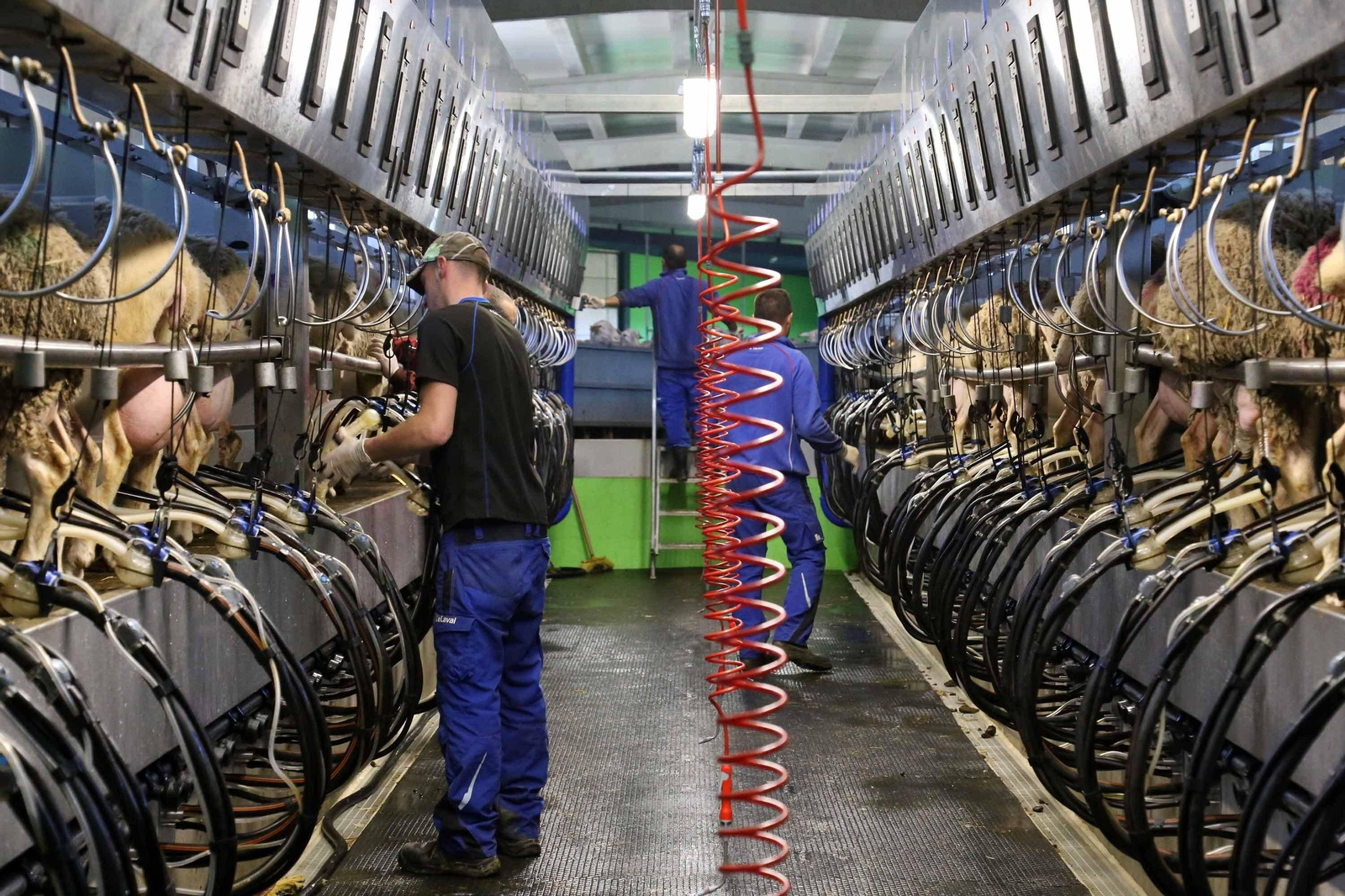 1. La sala de ordeño tiene capacidad para 72 ovejas a la vez 2. Maqueta del edificio que alberga la sala de ordeño 3. El centro de maternidad puede albergar 15.000 'pacientes'. 4. Los animales tienen las mejores condiciones para el parto. 5. Vista aérea de las instalaciones con su característico edificio de ordeñado. 6. La finca de explotación intensiva cuenta con unas 20.000 cabezas de ganado.