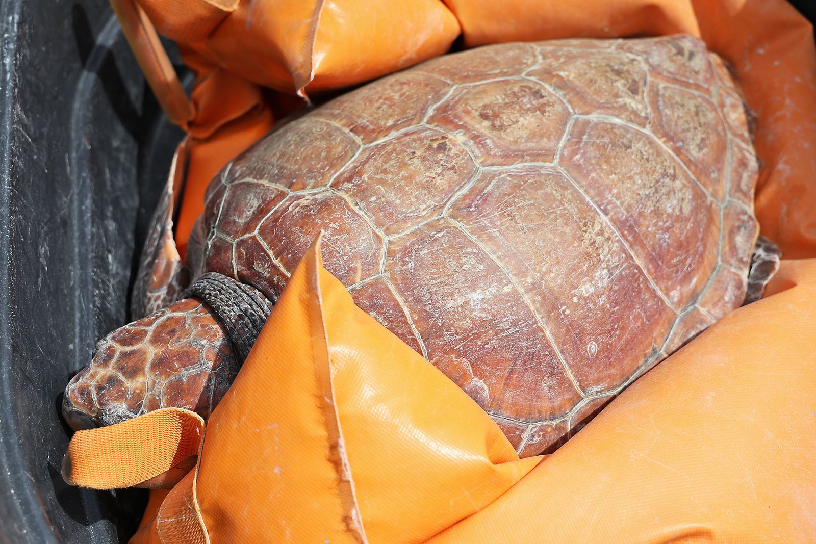 Imágenes de la suelta de una tortuga marina boba recuperada en el CEGMA de Algeciras