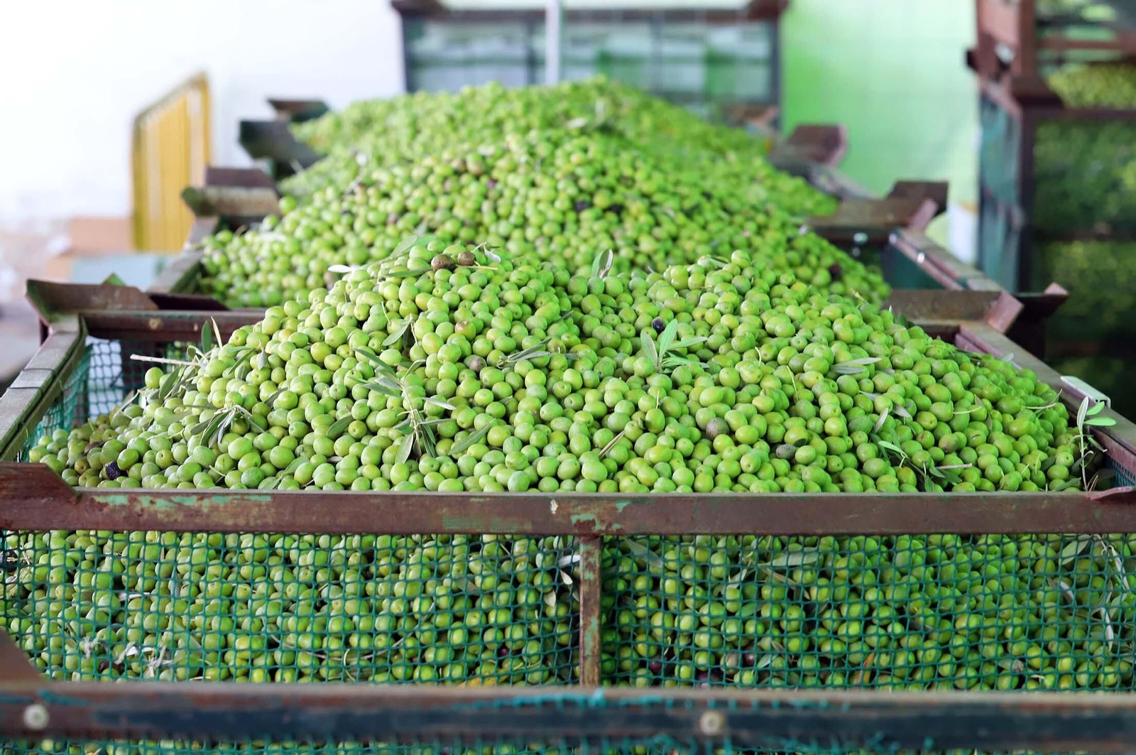 Una partida de aceitunas recién recogidas.