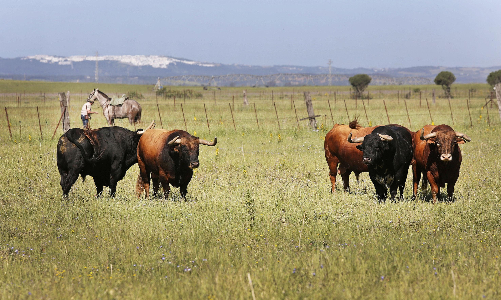 Mas cornadas da el virus, visita a la ganadería de Nuñez La Palmosilla