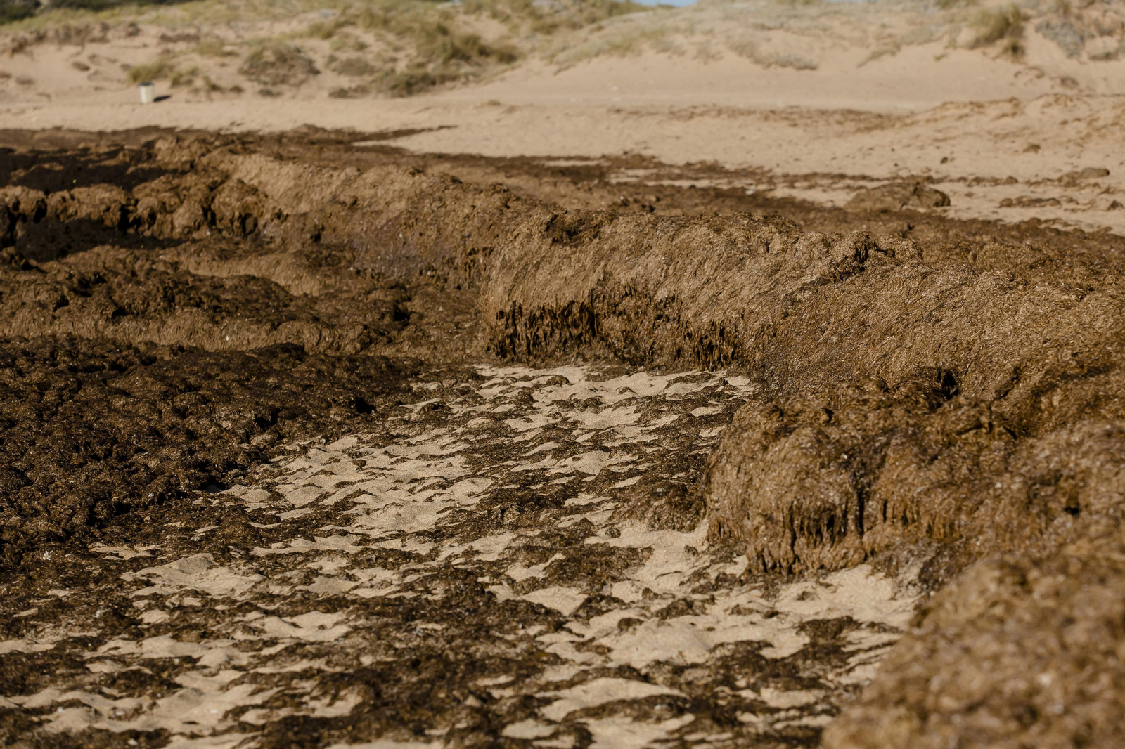 El alga asiática invade de nuevo la playa de Los Caños de Meca