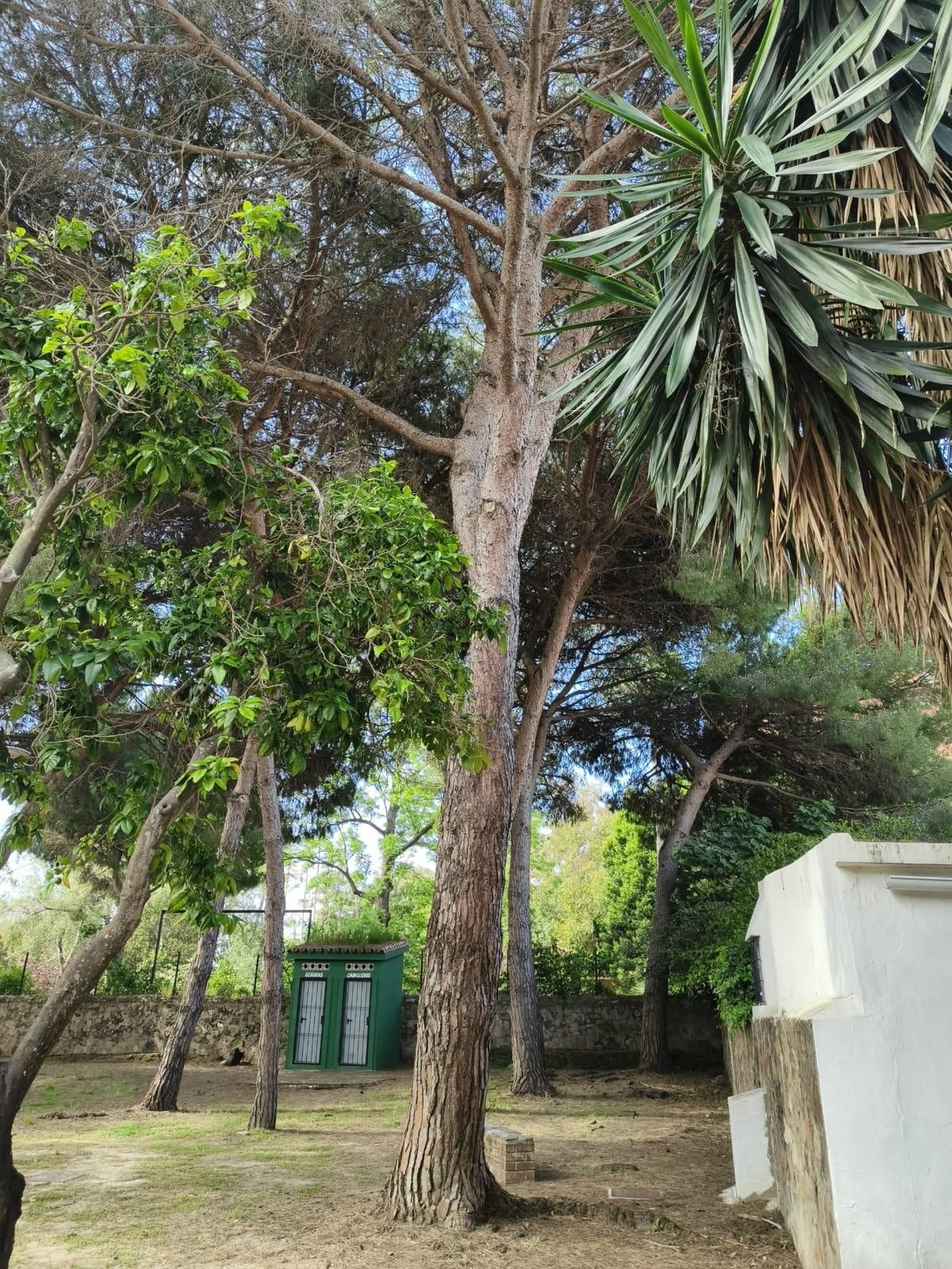 Ejemplares de pinos de Alepo, en el parque Smith de Algeciras