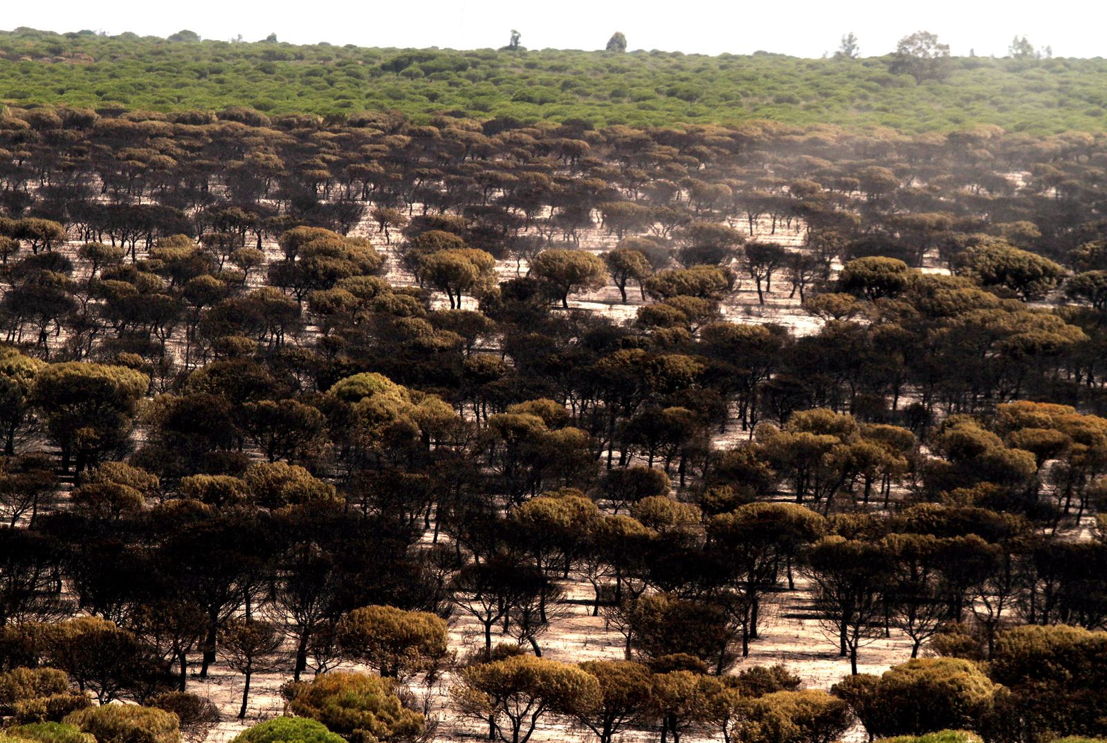 Imágenes de las consecuencias del incendio de Moguer