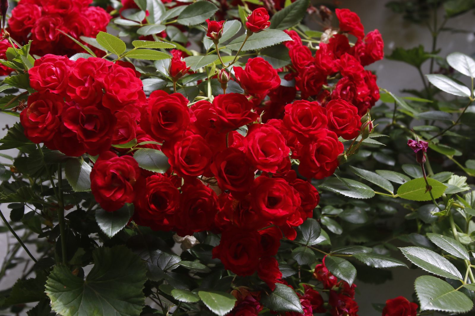 Los Patios de Córdoba en tiempos de crisis: Parras, 6