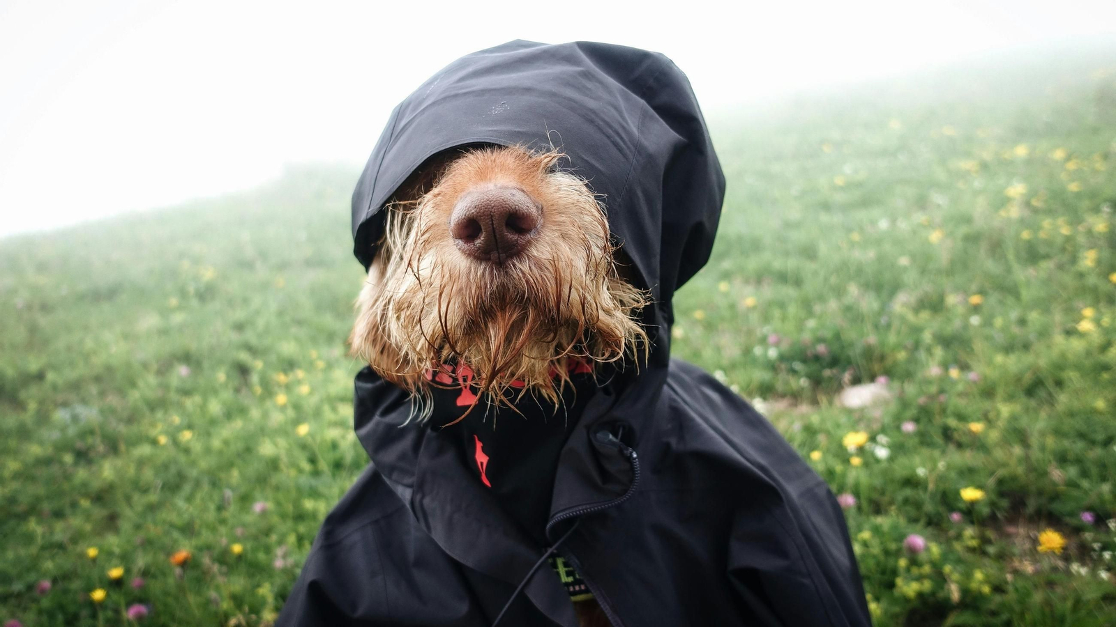 Mantén abrigado a tu amigo peludo con los mejores accesorios invernales para mascotas