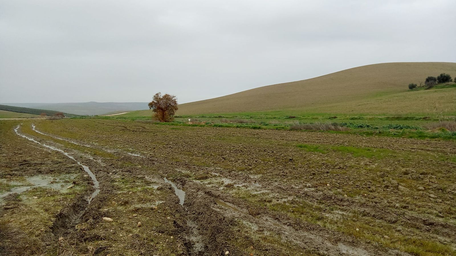 Campos de cultivo en Córdoba encharcados por las lluvias.