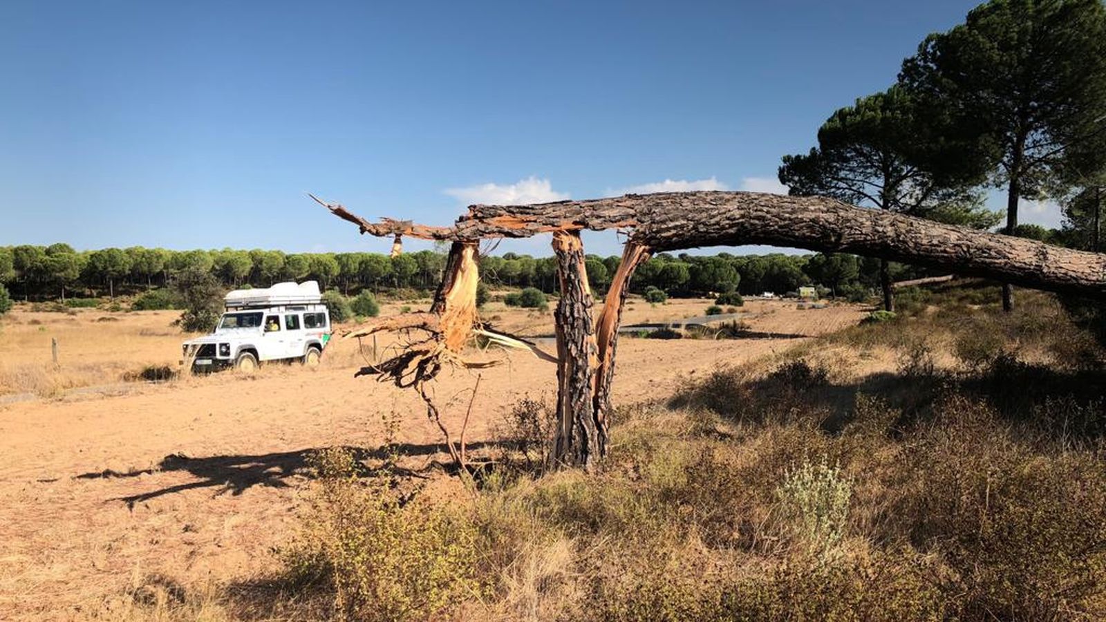 Daños causados por un tornado en los pinares de Aznalcázar