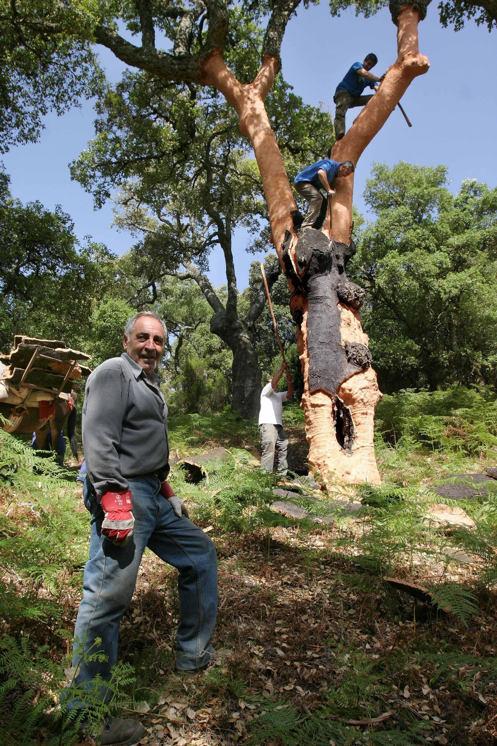 Una cuadrilla de 'peladores', en pleno tajo.