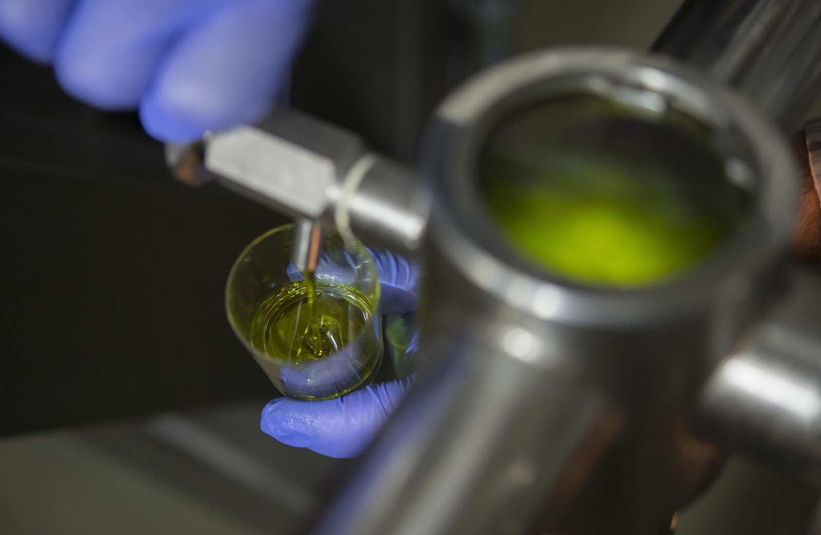 Un trabajador comprueba la calidad del aceite  de oliva virgen  extra  una vez filtrado.