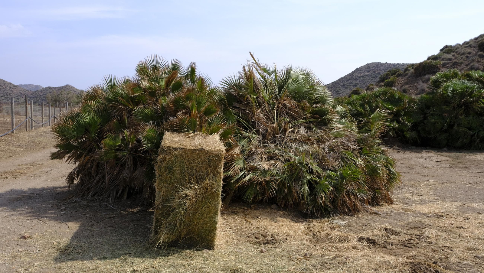Recorrido por el cortijo El Romeral con 1200 cabras celtibéricas, en imágenes