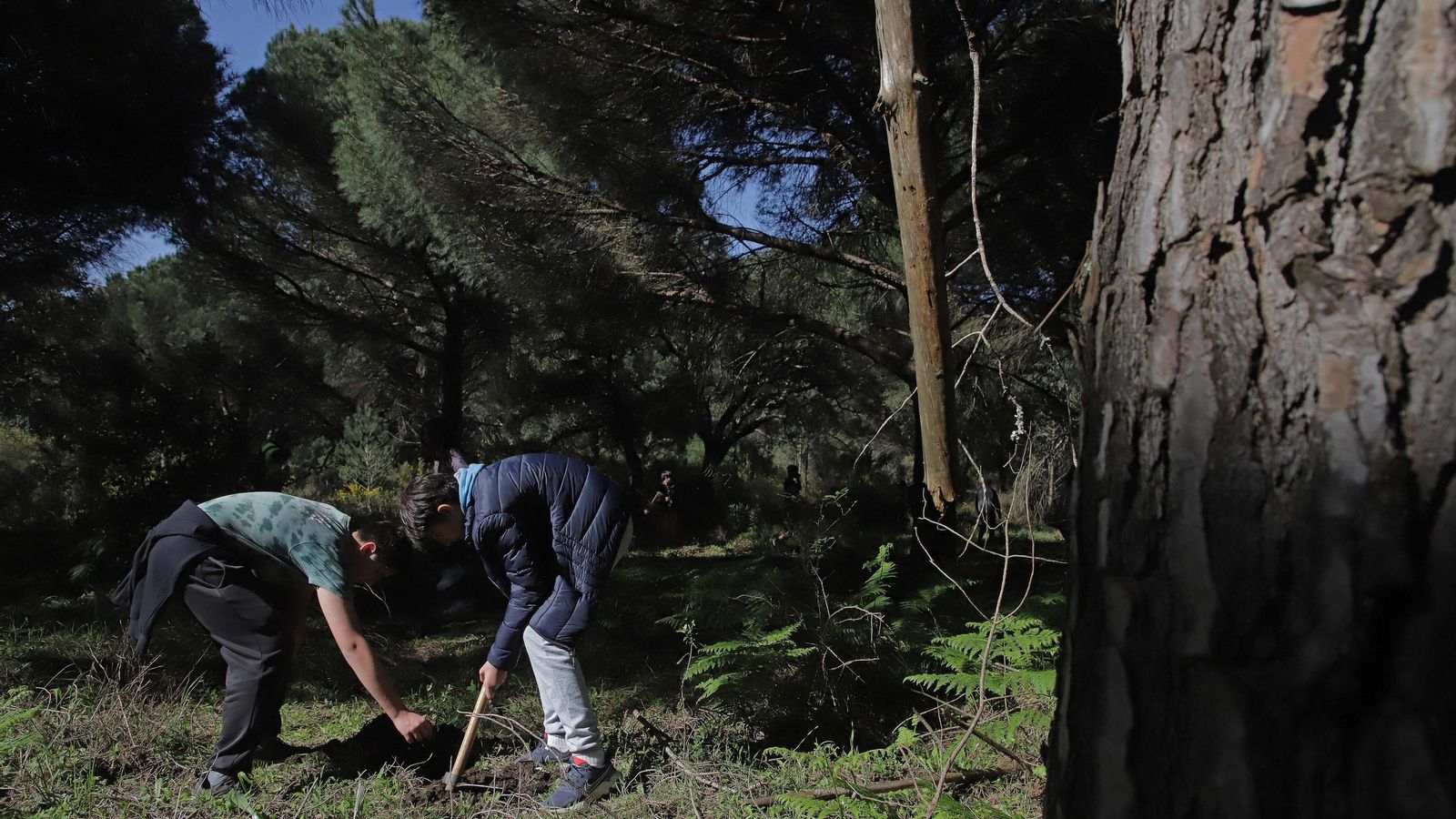 Fotografías de la plantación del programa 'Reverdece' de Acerinox Fotografías de la plantación del programa 'Reverdece' de Acerinox