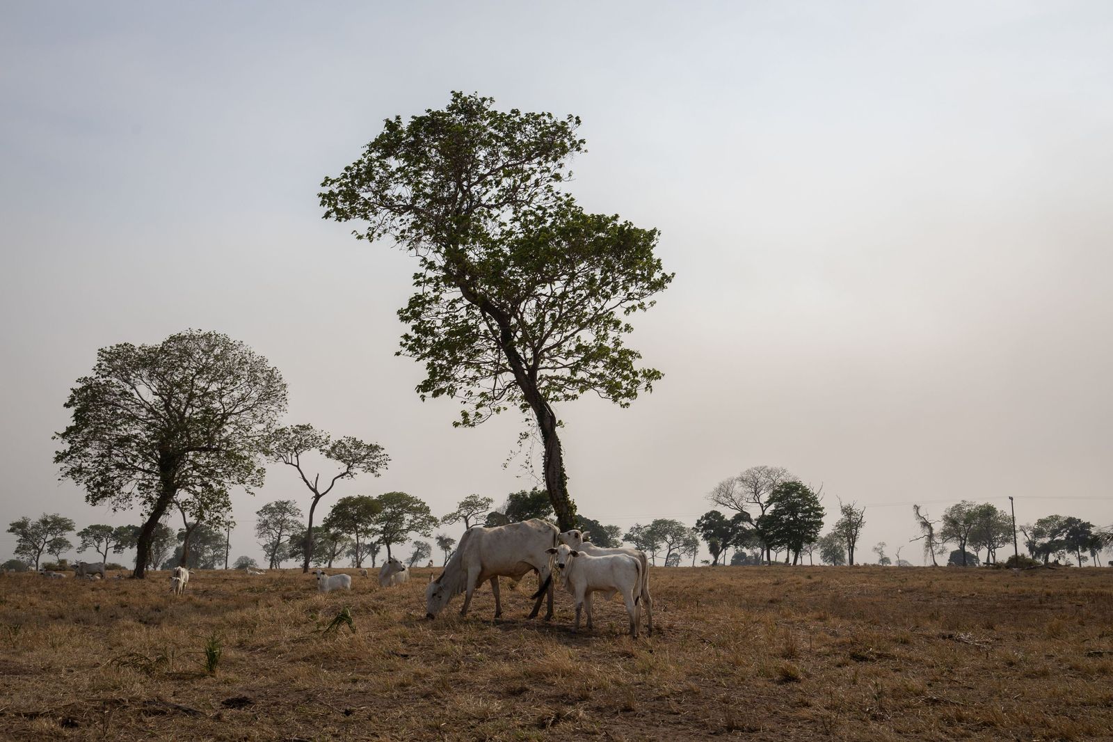 Las llamas convierten en una tumba al aire libre El Pantanal en Brasil