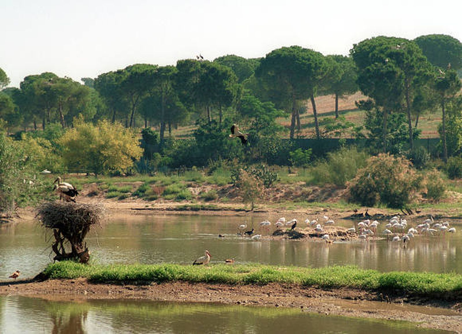 La Junta cerrará este mes la ampliación de 14.000 hectáreas