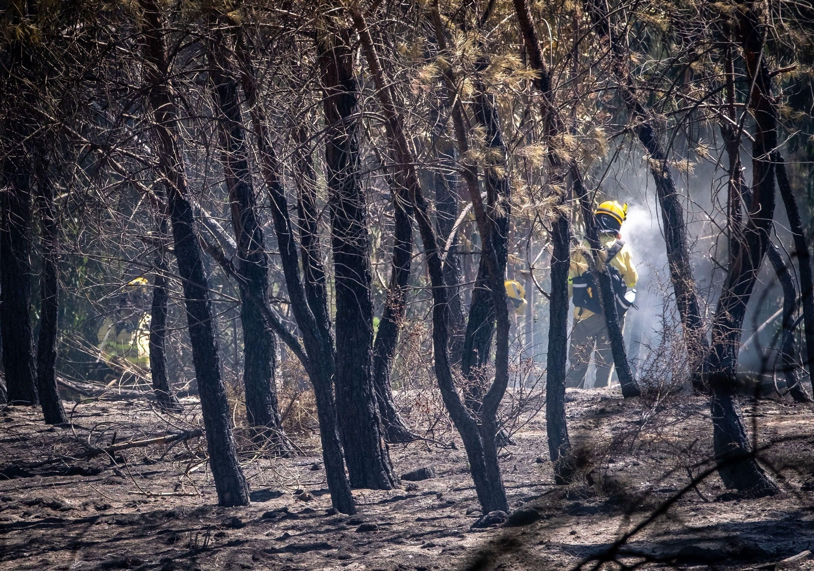 Efectivos del Infoca realizan labores de refresco en la zona del incendio forestal cercana a Bonares.