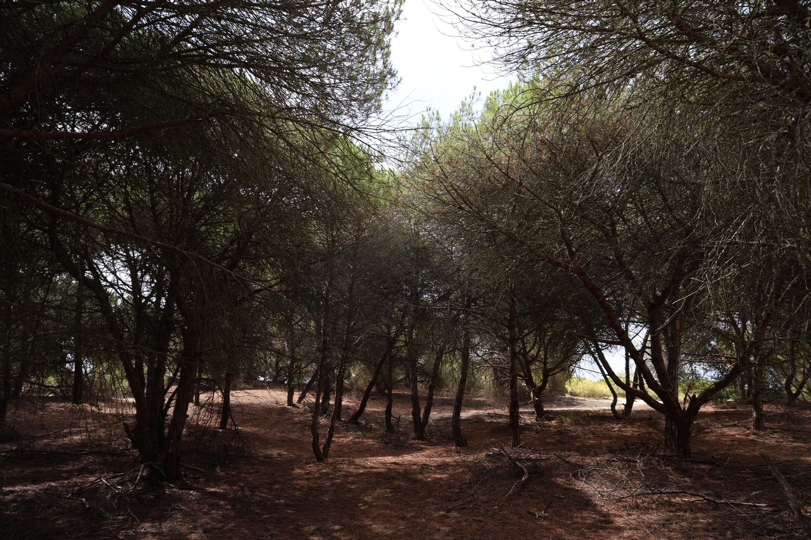 Imágenes de la diversa vegetación de las Dunas del Portil
