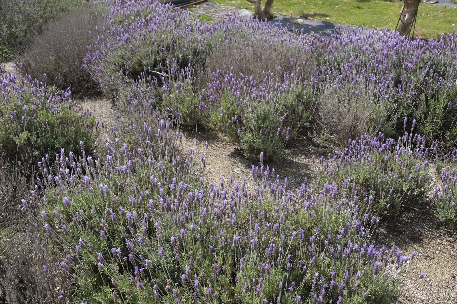 Fotogalería presentación proyecto RECICLAND IFAPA. La Mojonera (Almería)